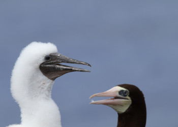 Пернатые жители острова Кайман-Брак (Cayman Brac Island) – фотографии Каймановых островов