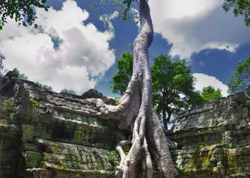 Ta Prohm, Siem Reap – фотографии Камбоджи