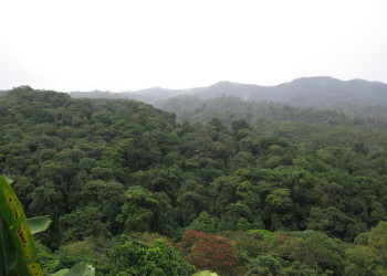 Монтеверде, Пунтаренас провинция, Коста-Рика, фото № 40743 – фотографии Коста-Рики