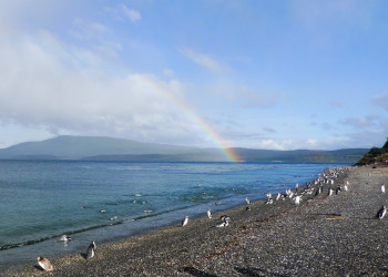 Penguins South East of Ushuia – фотографии Аргентины