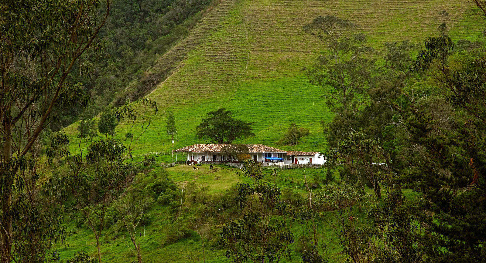 Долина Кокора на западе в Колумбии. Фото 5 – фотографии Колумбии