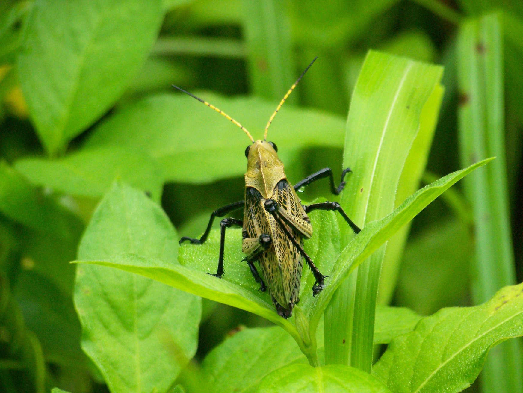 Санта Роза Национальный Парк, Гуанакасте провинция, Коста-Рика, фото № 39321 – фотографии Коста-Рики