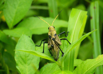 Санта Роза Национальный Парк, Гуанакасте провинция, Коста-Рика, фото № 39321 – фотографии Коста-Рики