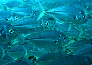 Много рыбы – фотографии Палау