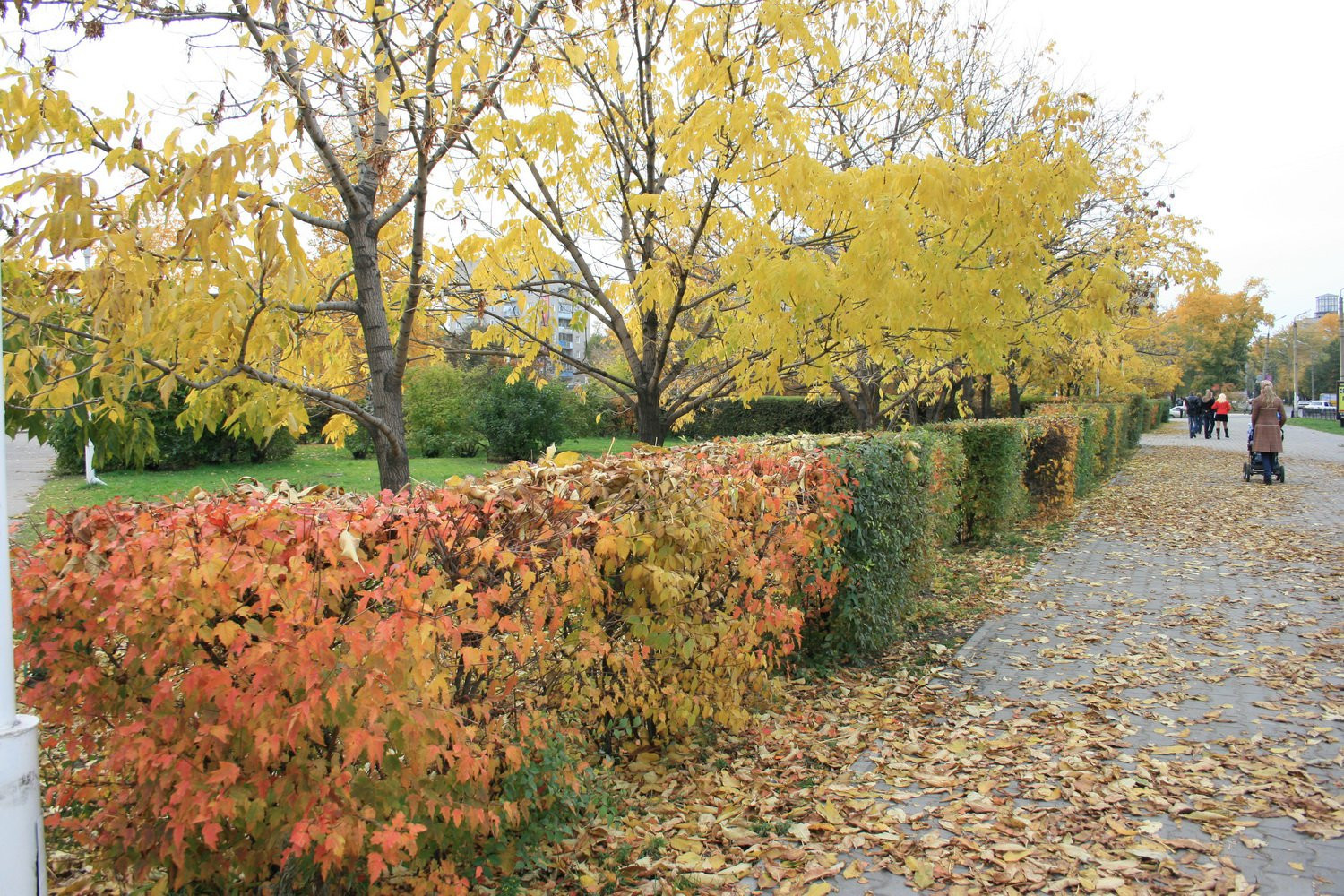 Осень в Благовещенске, Россия – фотографии России