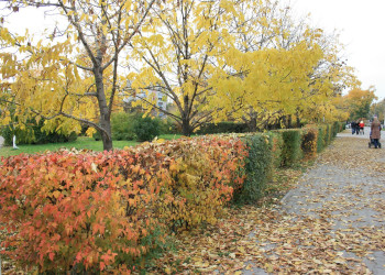 Осень в Благовещенске, Россия – фотографии России