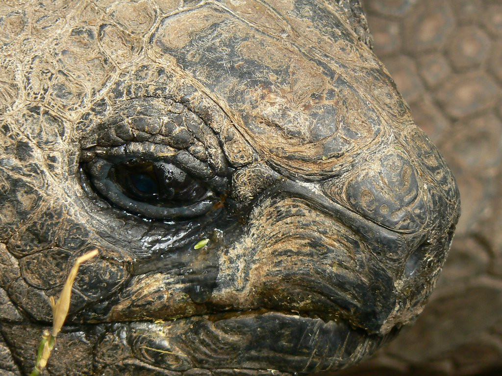 Черепаха Альдабра. Фото 2 – фотографии Сейшельских островов