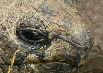 Черепаха Альдабра. Фото 2 – фотографии Сейшельских островов