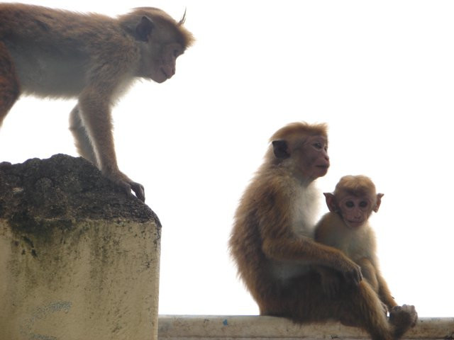Канди, Шри-Ланка, фото № 51342 – фотографии Шри-Ланки