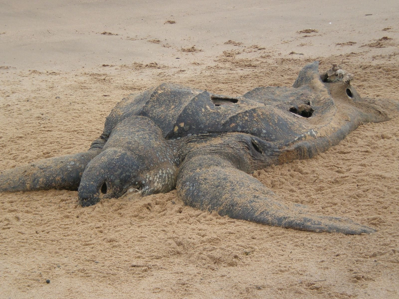 Суринам, фото № 4670 – фотографии Суринама