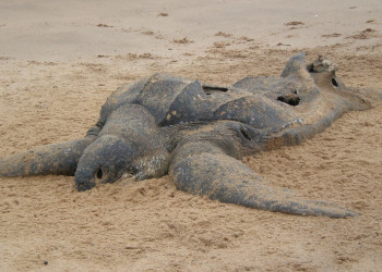 Суринам, фото № 4670 – фотографии Суринама