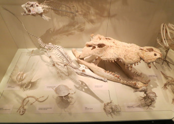 Музей Южной Австралии (South Australian museum), Аделаида, фото 9 – фотографии Австралии