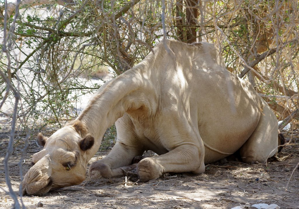 Верблюд – фотографии Эфиопии
