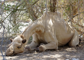 Верблюд – фотографии Эфиопии