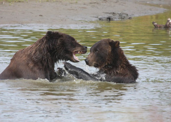 Аляска штат, США, фото № 67698 – фотографии США