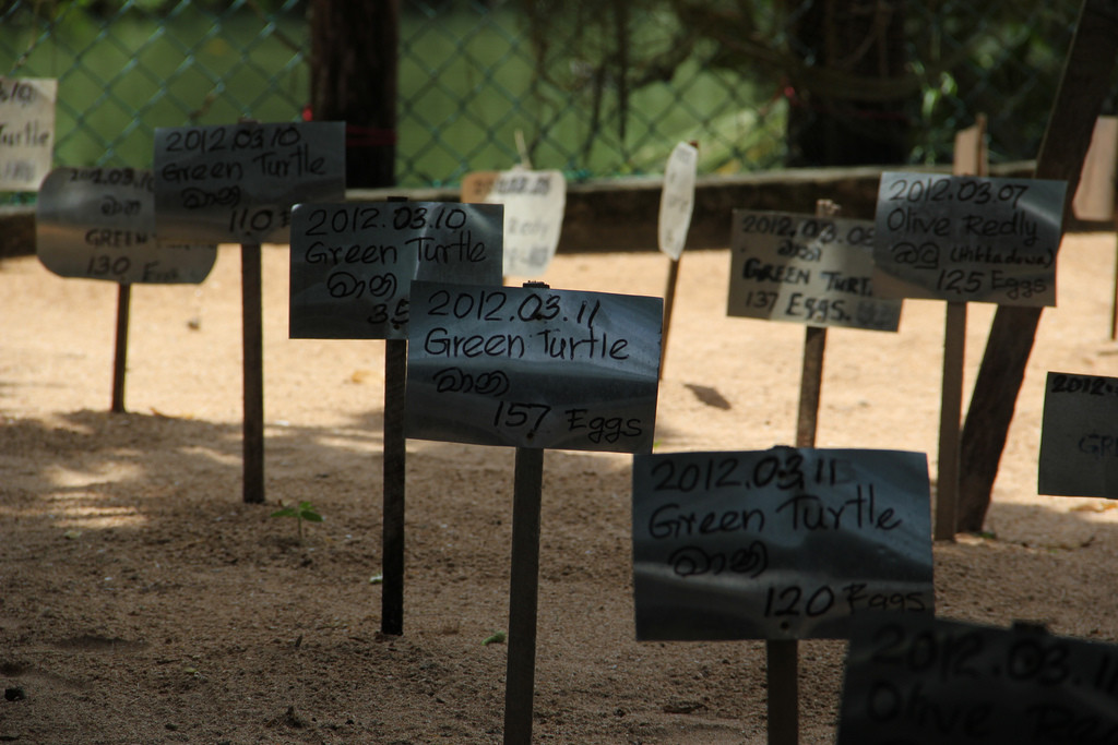 Черепашья ферма в Косгоде – фотографии Шри-Ланки