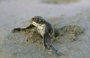 Тортугеро Национальный парк, Лимон провинция, Коста-Рика, фото № 40380 – фотографии Коста-Рики