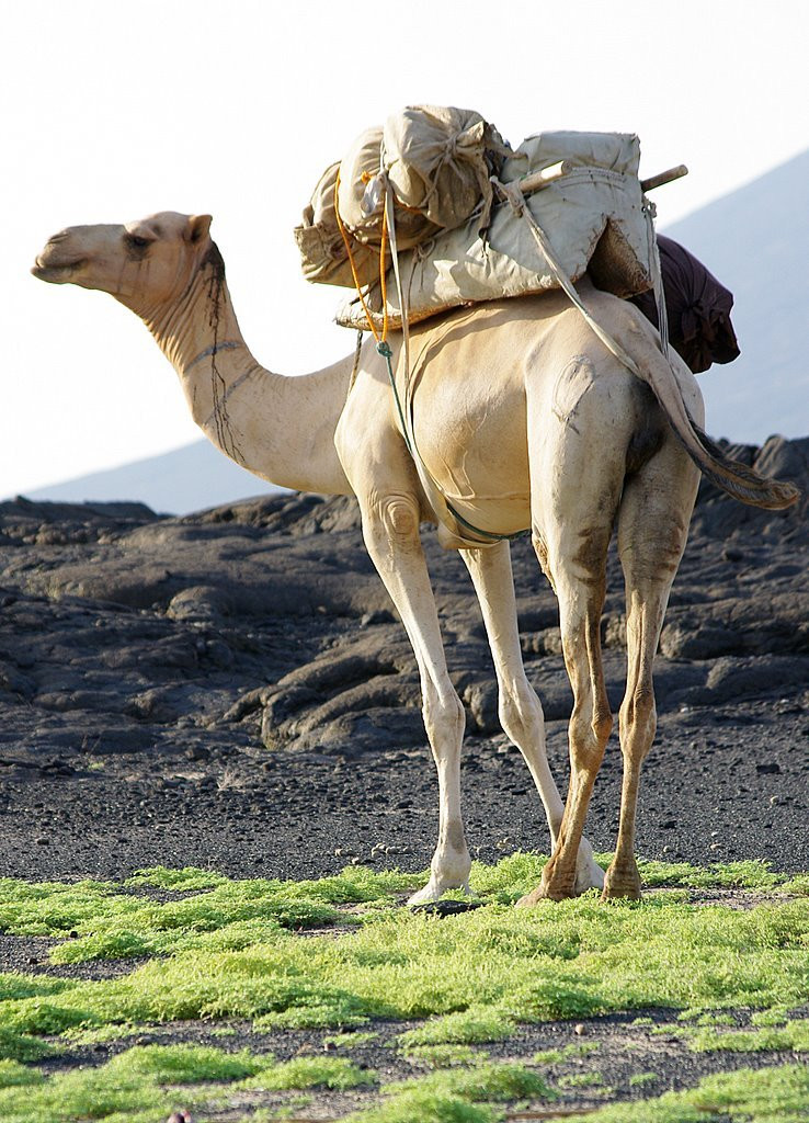 Верблюд в Эфиопии. Фото 1 – фотографии Эфиопии