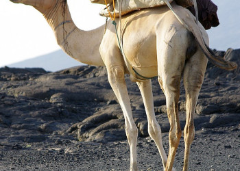 Верблюд в Эфиопии. Фото 1 – фотографии Эфиопии