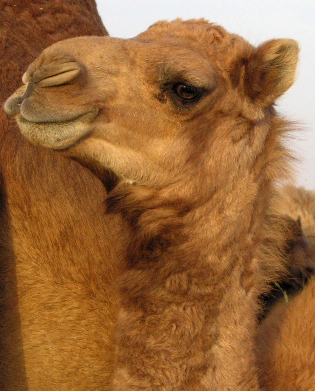 Дубай, ОАЭ, фото № 60744 – фотографии ОАЭ