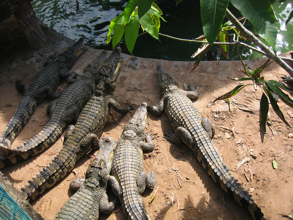 Крокодиловая ферма в Биньчау – фотографии Вьетнама