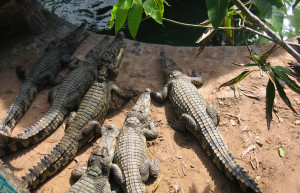 Крокодиловая ферма в Биньчау – фотографии Вьетнама