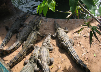 Крокодиловая ферма в Биньчау – фотографии Вьетнама