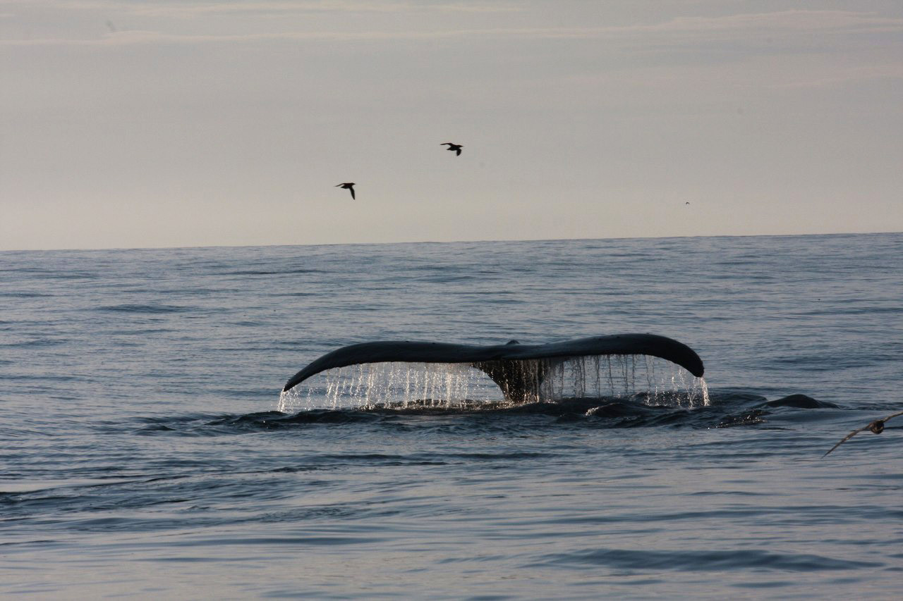 Дикая  природа Командорских островов – фотографии России