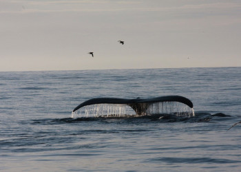 Дикая  природа Командорских островов – фотографии России