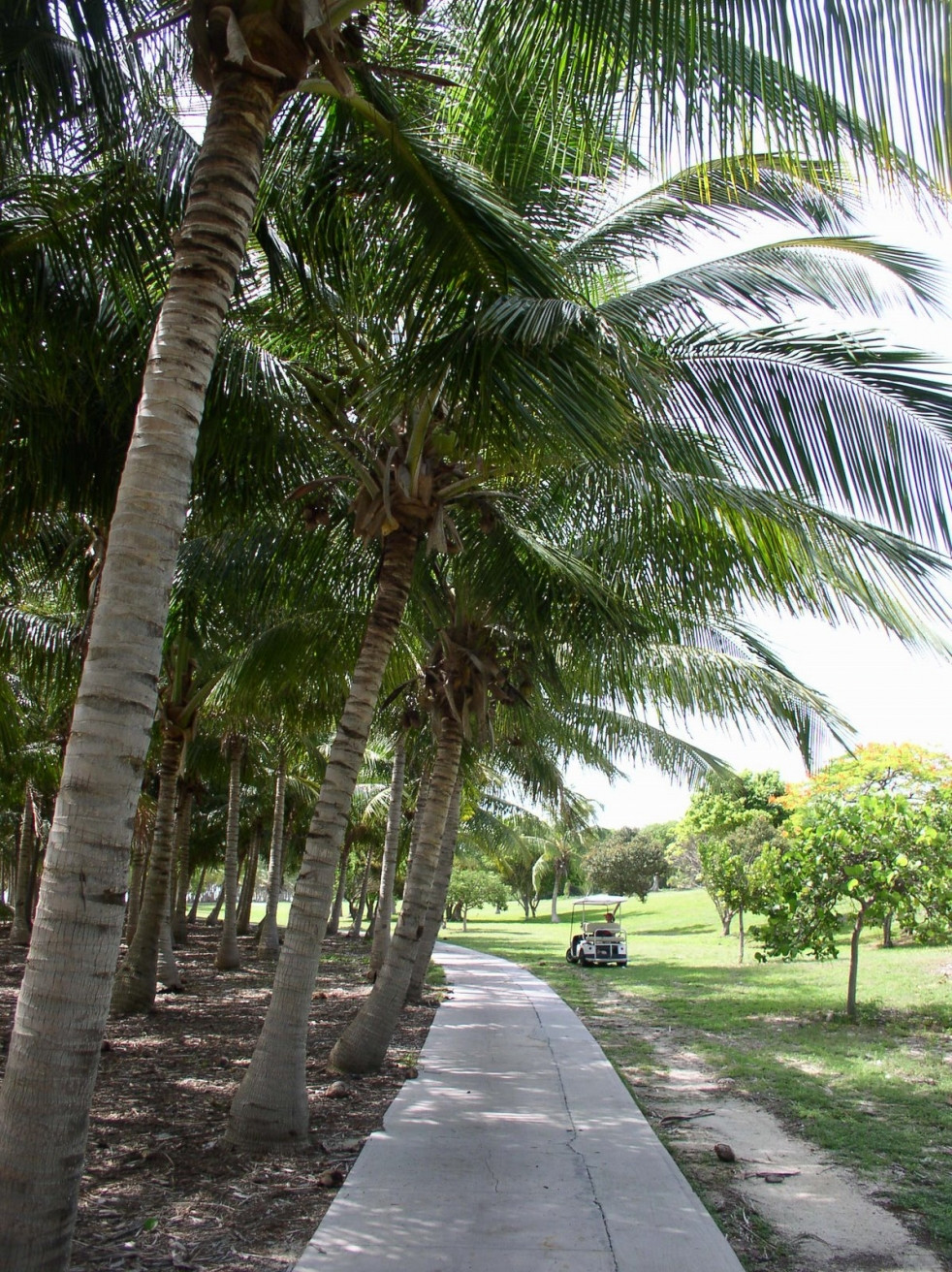 Природа на острове Бимини, Багамские острова – фотографии Багамских островов