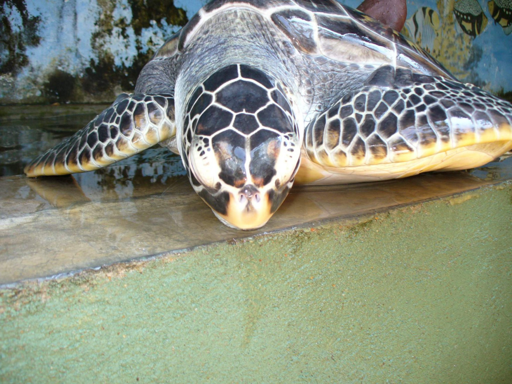 Бентота, Шри-Ланка, фото № 50645 – фотографии Шри-Ланки