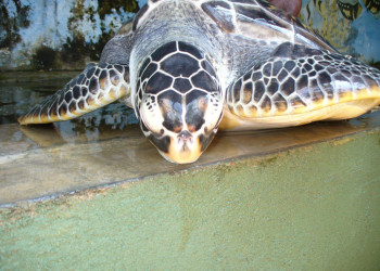 Бентота, Шри-Ланка, фото № 50645 – фотографии Шри-Ланки