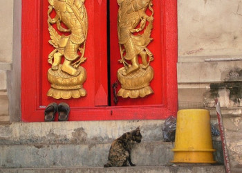 Кошки у храма в Аюттхая, Тайланд – фотографии Таиланда