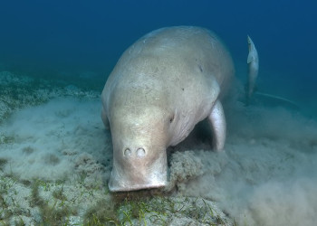 Марса-Алам, Египет, фото № 35320 – фотографии Египта