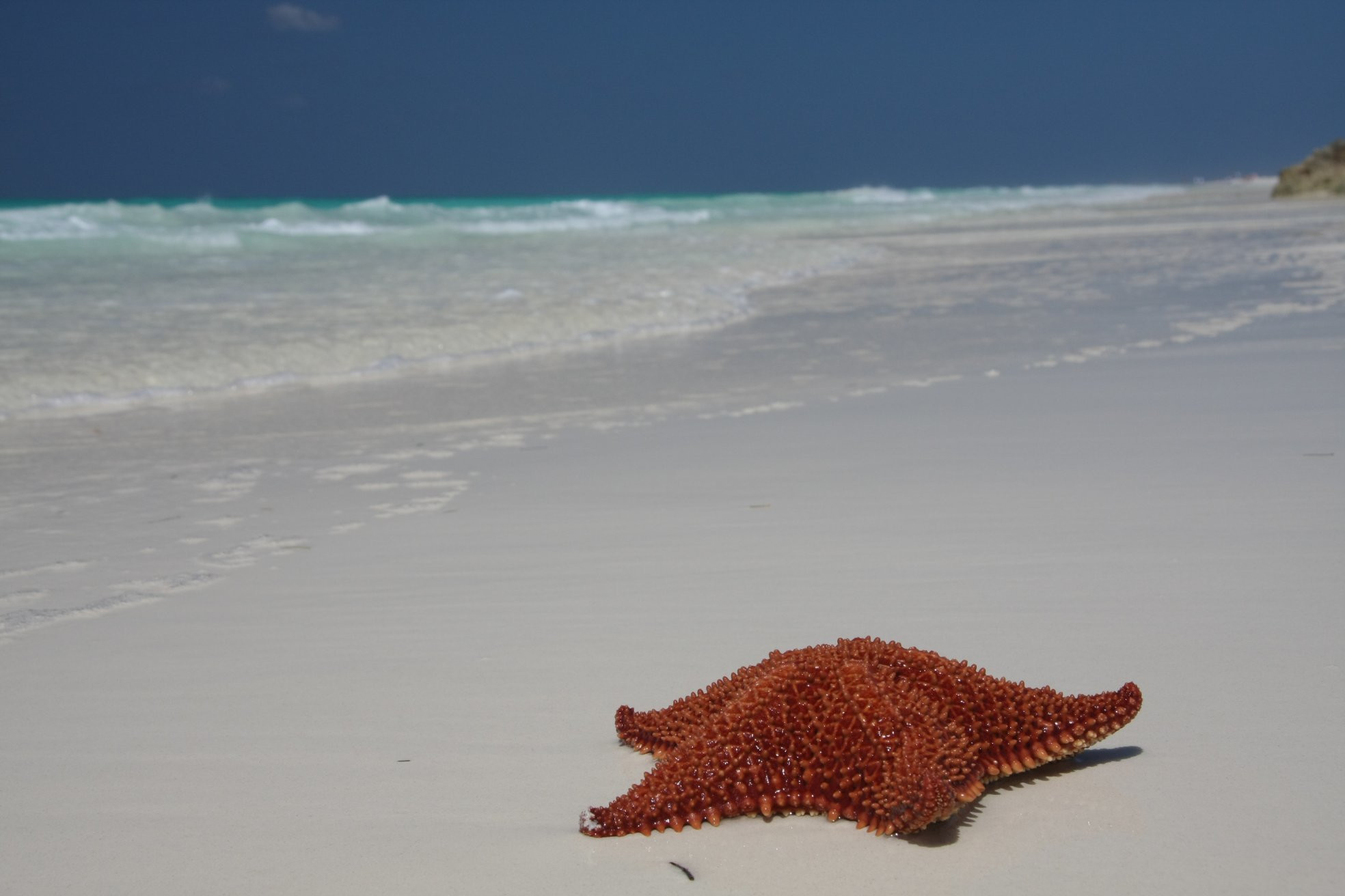 Звезда на пляже в Кайо-Гильермо, Куба – фотографии Кубы