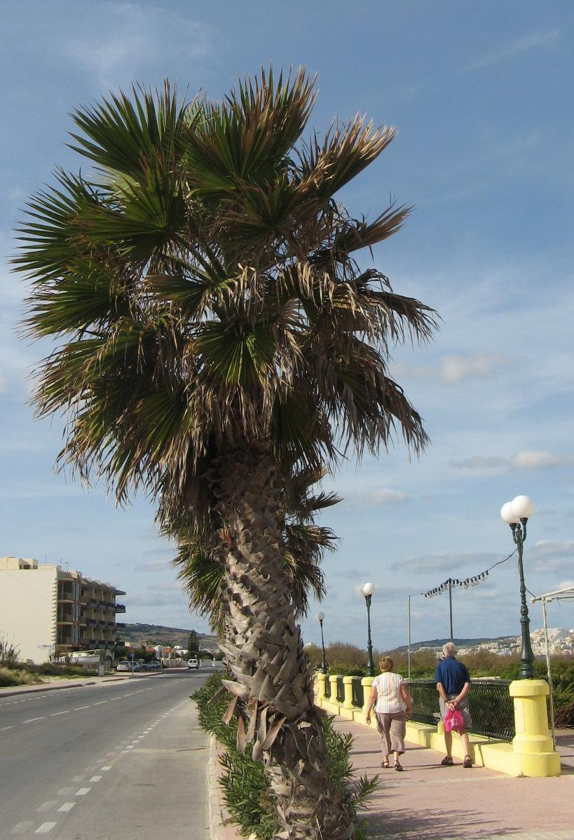 Аура-Буджибба, Мальта остров, Мальта, фото № 41874 – фотографии Мальты