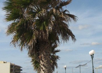 Аура-Буджибба, Мальта остров, Мальта, фото № 41874 – фотографии Мальты