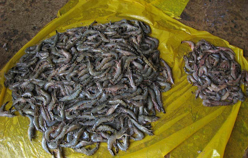 Тринкомали, Шри-Ланка, фото № 52414 – фотографии Шри-Ланки