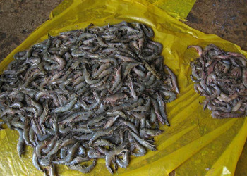 Тринкомали, Шри-Ланка, фото № 52414 – фотографии Шри-Ланки