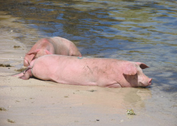 Фиджи, фото № 1104 – фотографии Фиджи