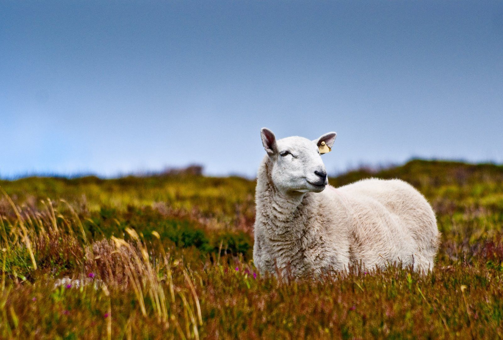 Ирландия, фото № 2528 – фотографии Ирландии