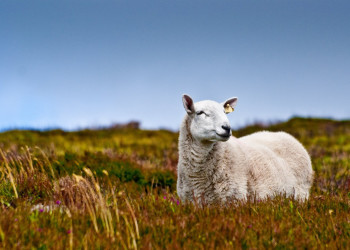 Ирландия, фото № 2528 – фотографии Ирландии