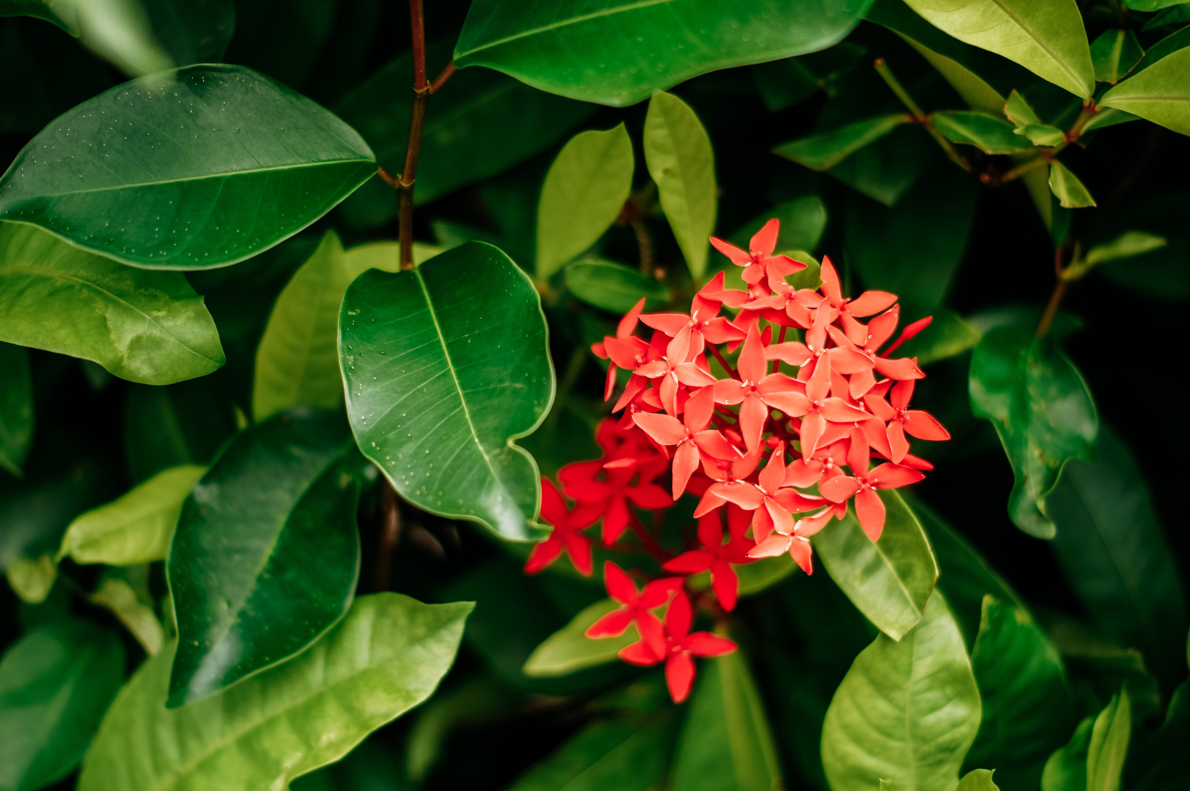 Патонг – фотографии Таиланда