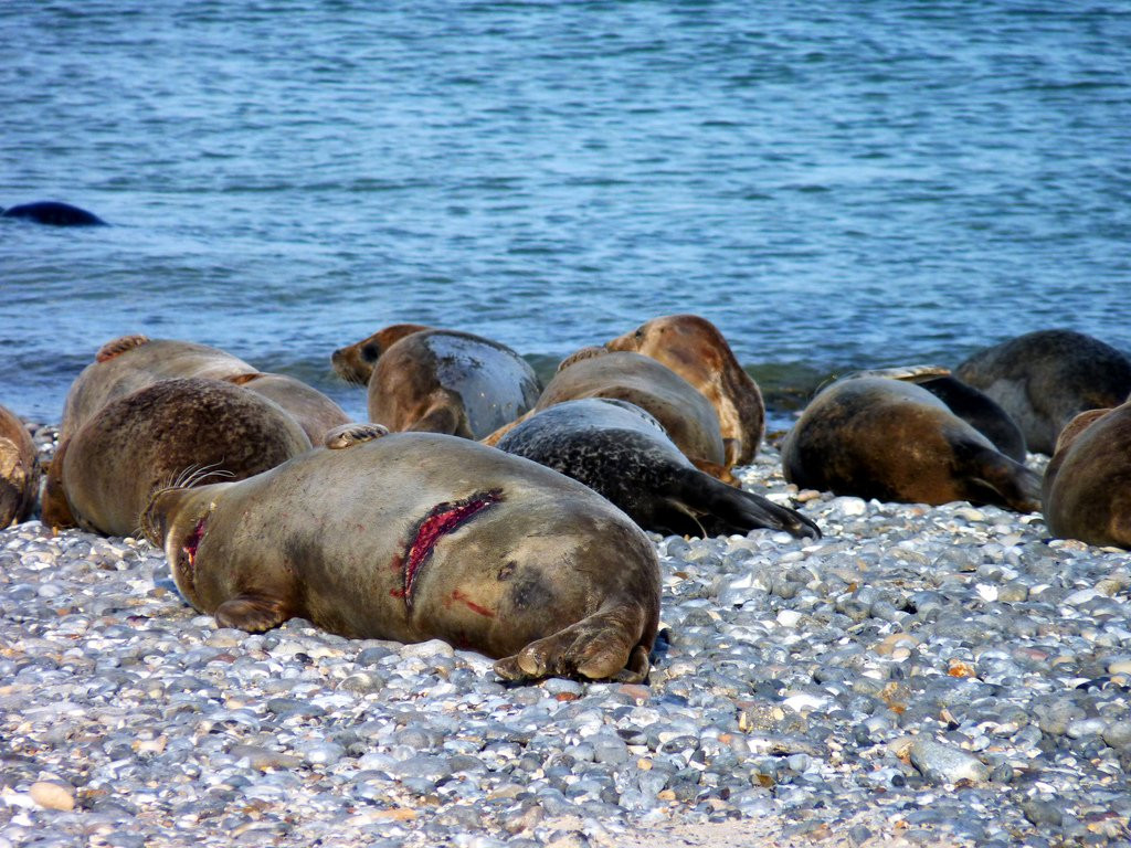 Лежбище морских котиков на острове Дюне, острова Гельголанд, Германия – фотографии Германии