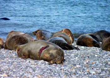 Лежбище морских котиков на острове Дюне, острова Гельголанд, Германия – фотографии Германии