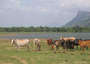 Кандалама, Шри-Ланка, фото № 51266 – фотографии Шри-Ланки