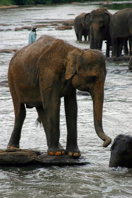 Шри-Ланка, фото № 1142 – фотографии Шри-Ланки