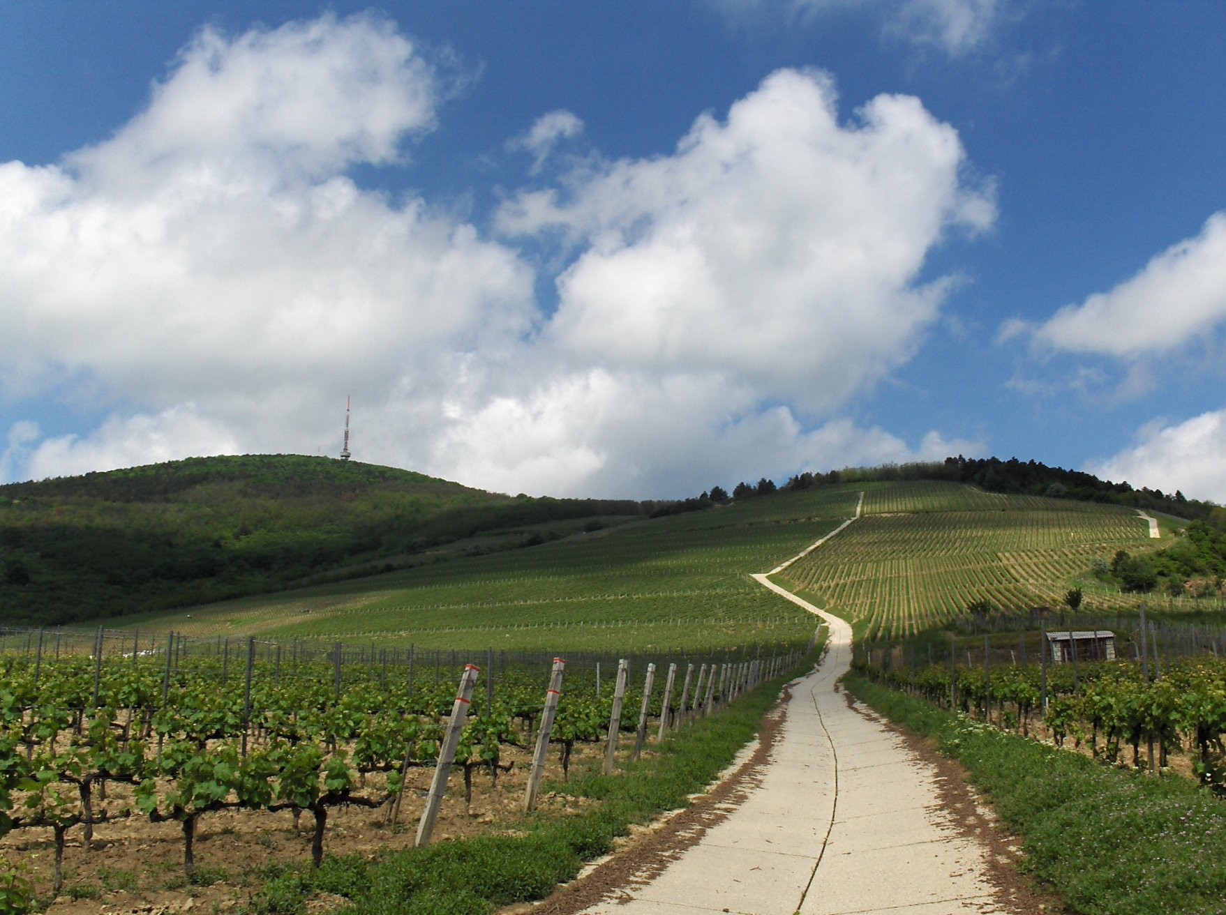Токай, Венгрия, фото № 70741 – фотографии Венгрии