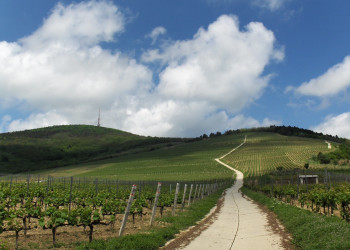 Токай, Венгрия, фото № 70741 – фотографии Венгрии