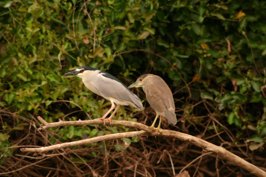 Пантанал, Бразилия, фото № 59756 – фотографии Бразилии